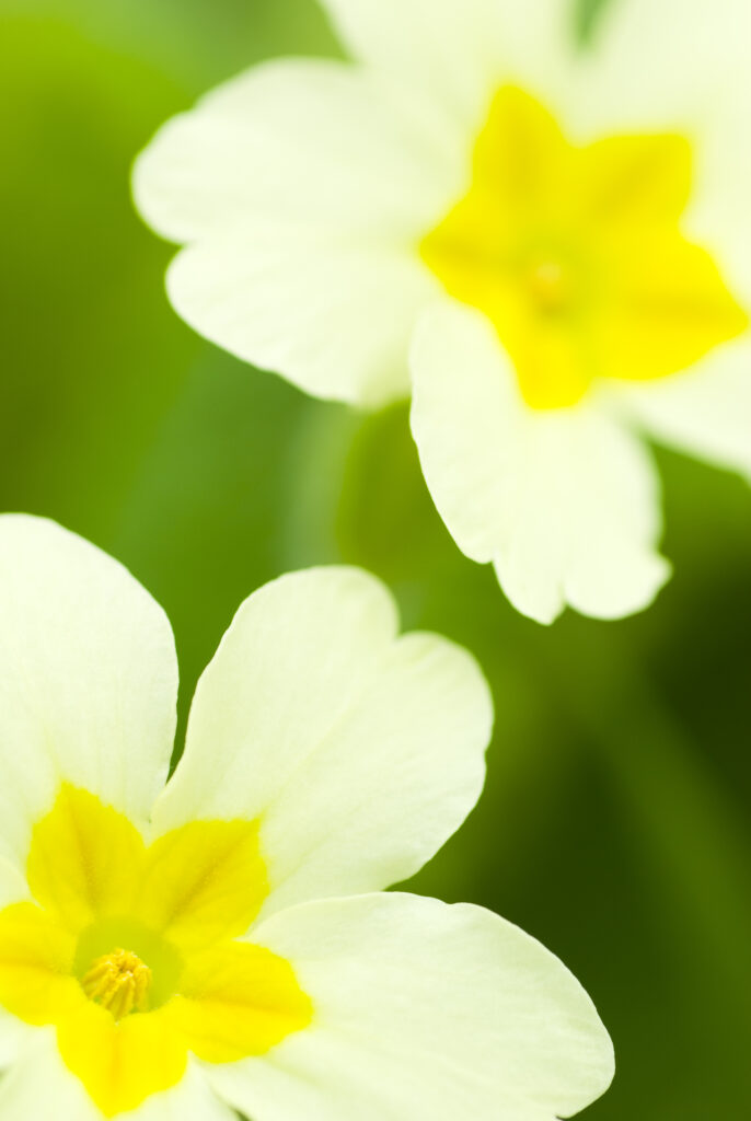 England, Northumberland, Primrose.