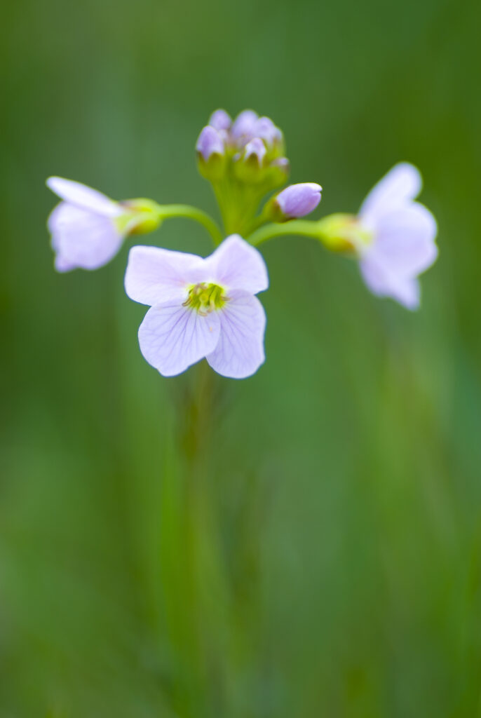 England, Northumberland, Cuckoo Flower.
