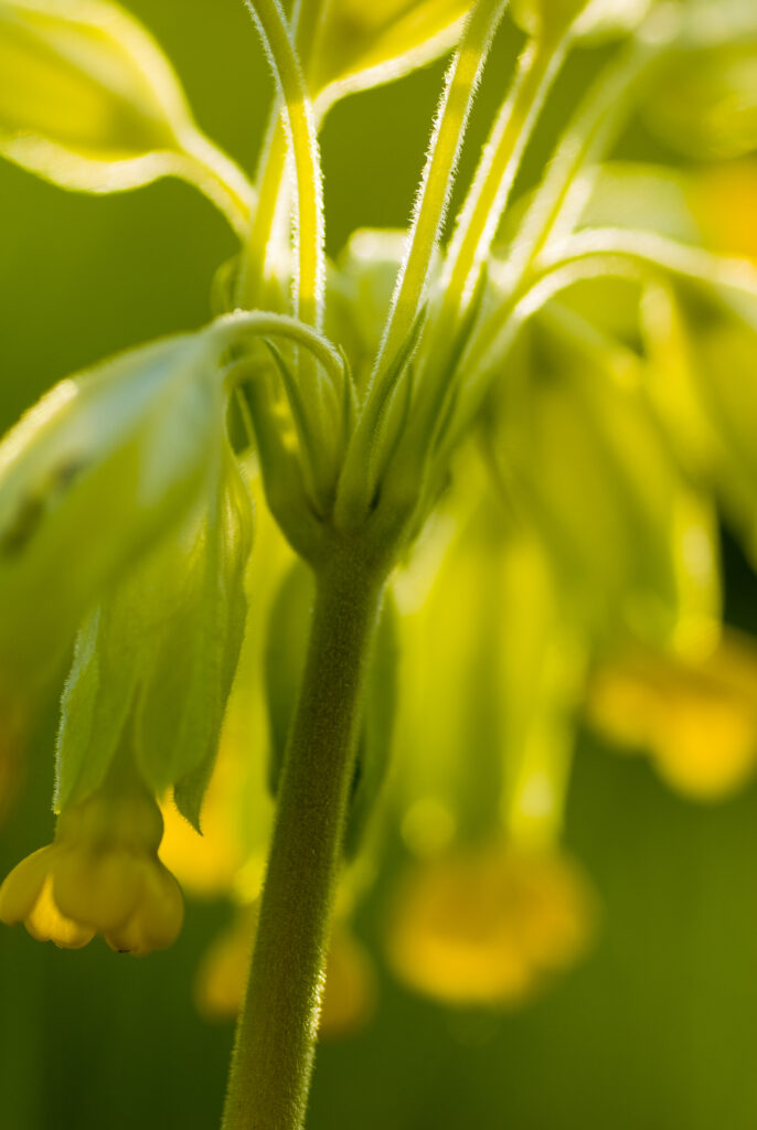 England, Northumberland, Cowslip.
