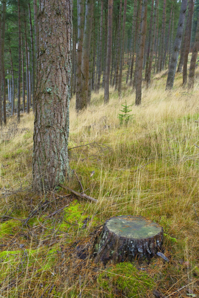 England, Northumberland, Kielder Water & Forest Park.