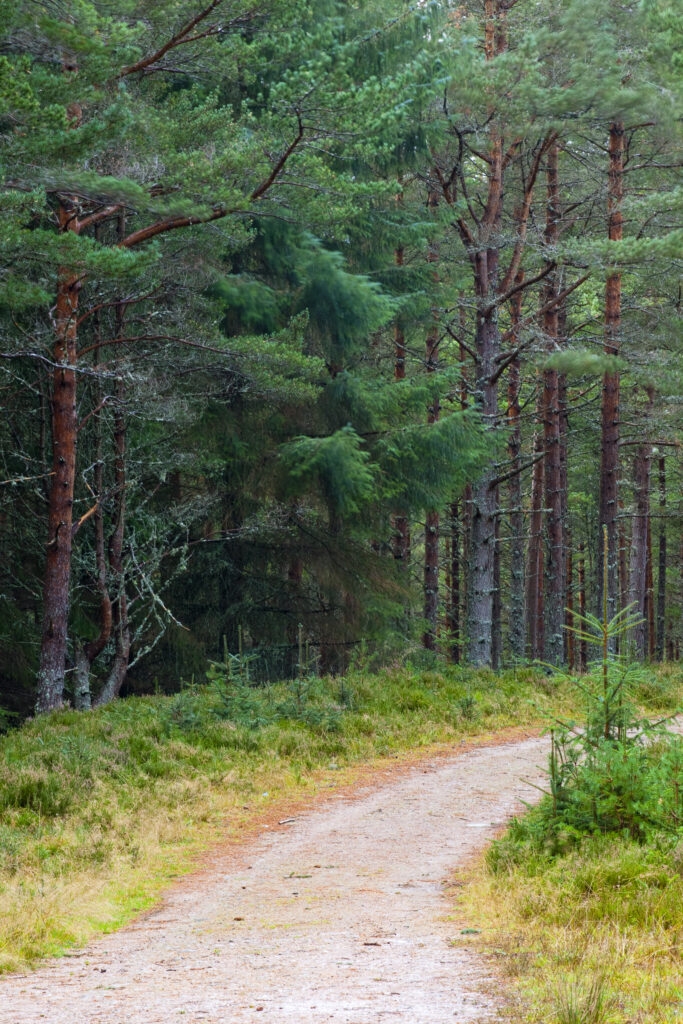 Scotland, Scottish Highlands, Cairngorms National Park.