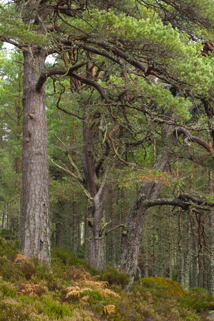 Scotland, Scottish Highlands, Cairngorms National Park.