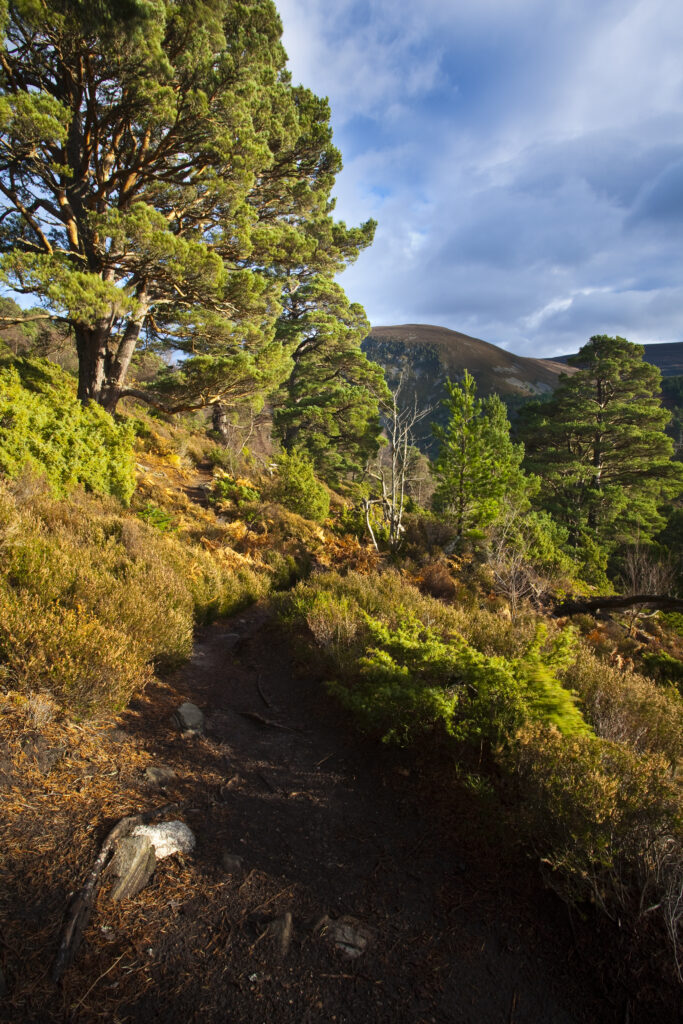 Scotland, Scottish Highlands, Cairngorms National Park.
