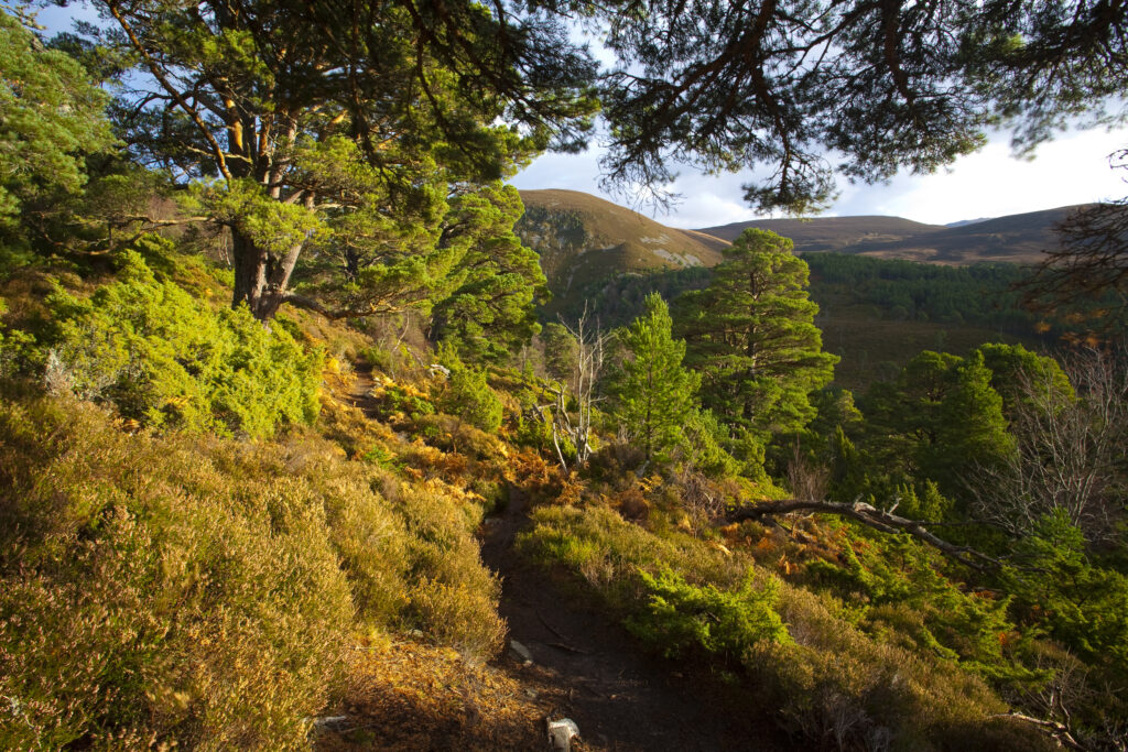 Scotland, Scottish Highlands, Cairngorms National Park.