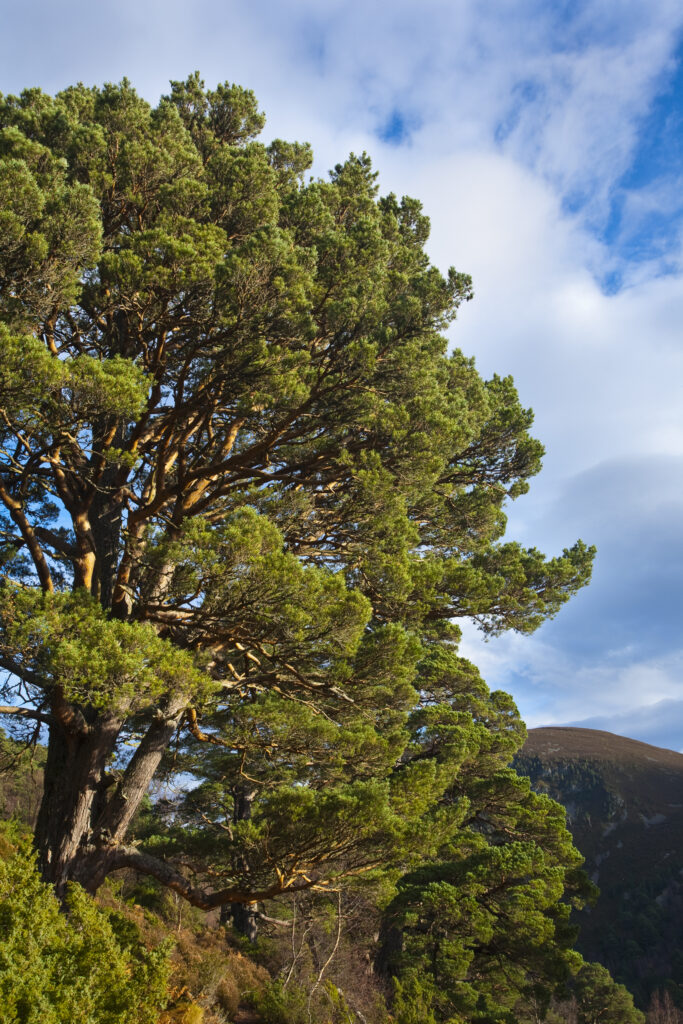 Scotland, Scottish Highlands, Cairngorms National Park.