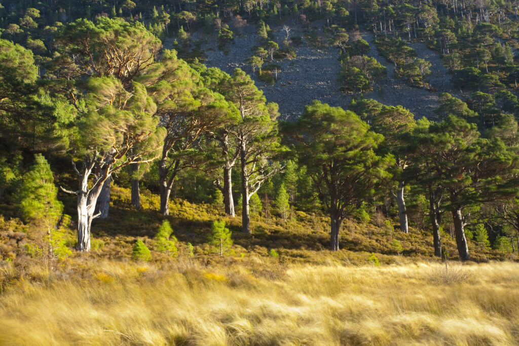 Scotland, Scottish Highlands, Cairngorms National Park.