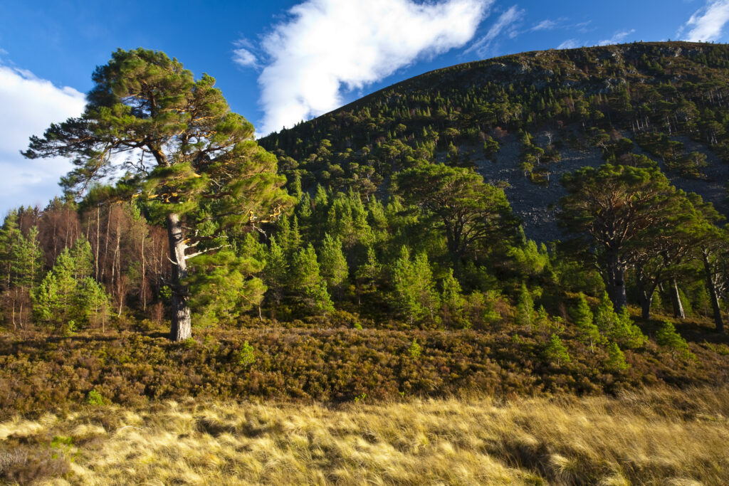Scotland, Scottish Highlands, Cairngorms National Park.