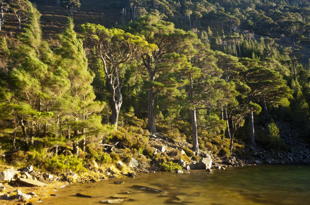 Scotland, Scottish Highlands, Cairngorms National Park.