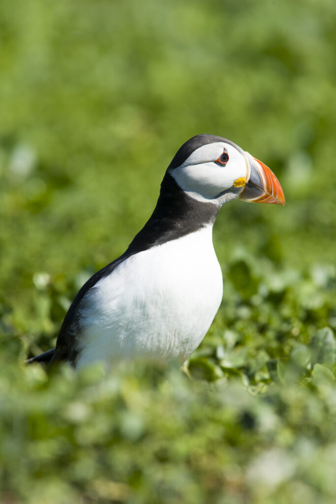 England, Northumberland, Farne Islands.