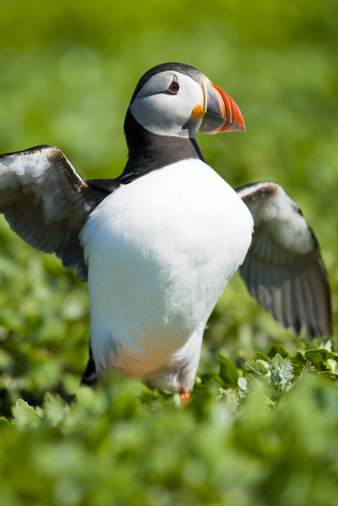 England, Northumberland, Farne Islands.