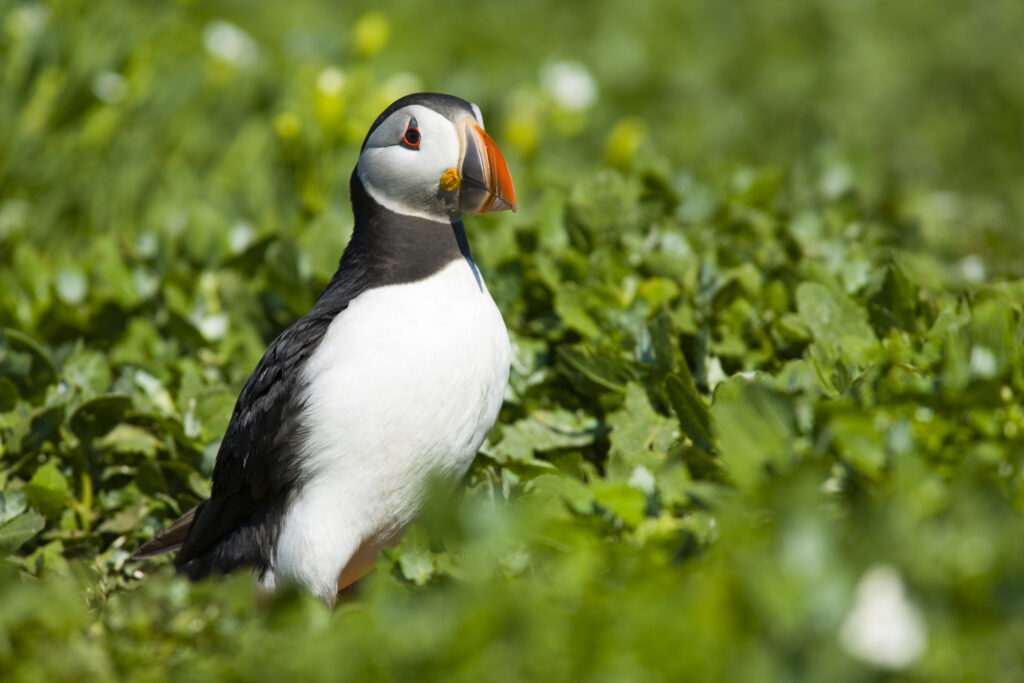 England, Northumberland, Farne Islands.