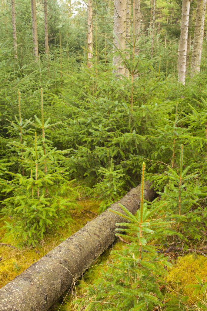 England, Northumberland, Kielder Water & Forest Park.