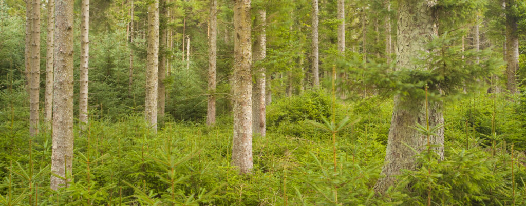 England, Northumberland, Kielder Water & Forest Park.