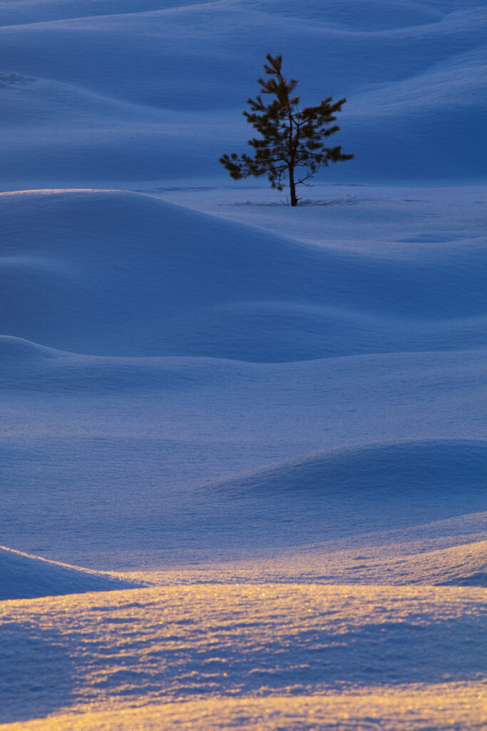 Scotland, Scottish Highlands, Abernethy.
