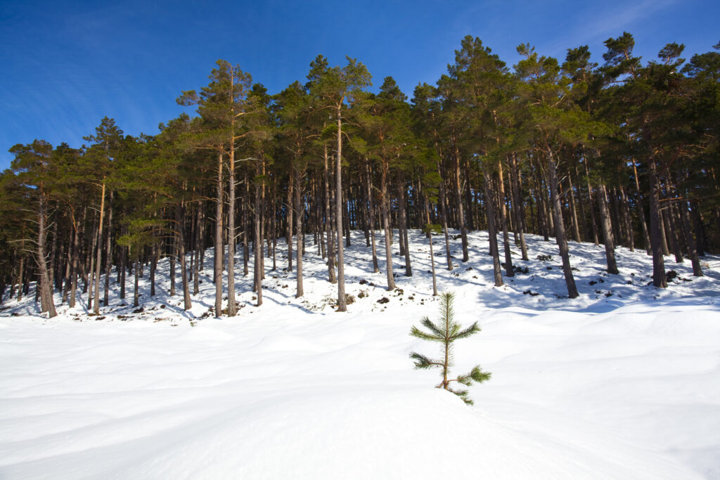 Scotland, Scottish Highlands, Cairngorms National Park.
