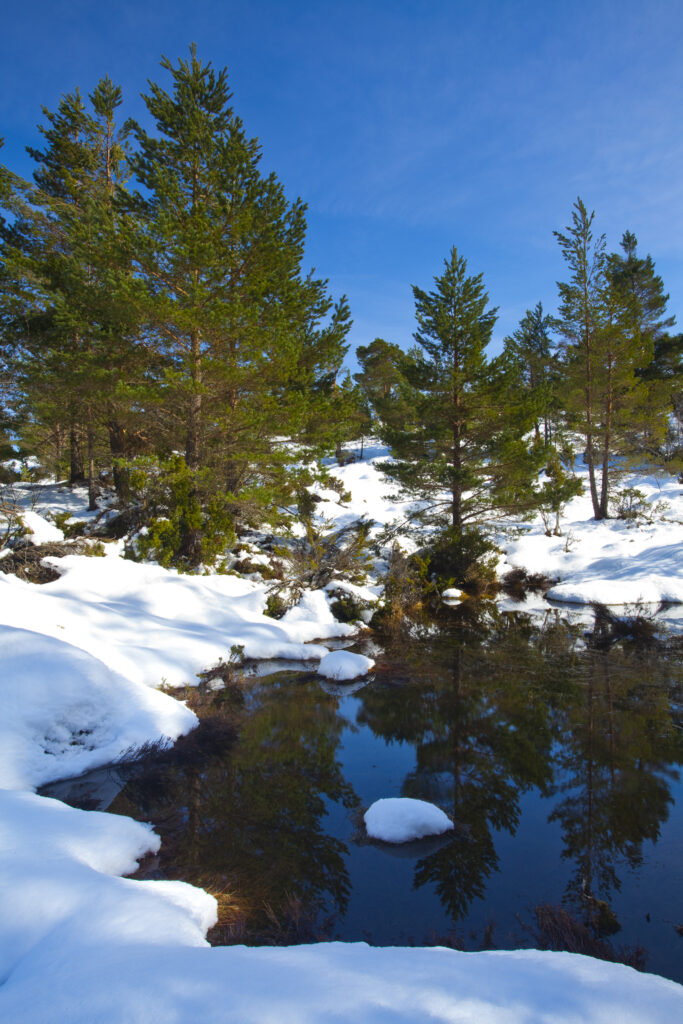 Scotland, Scottish Highlands, Cairngorms National Park.