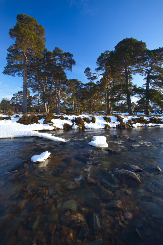 Scotland, Aberdeenshire, Mar Lodge Estate.