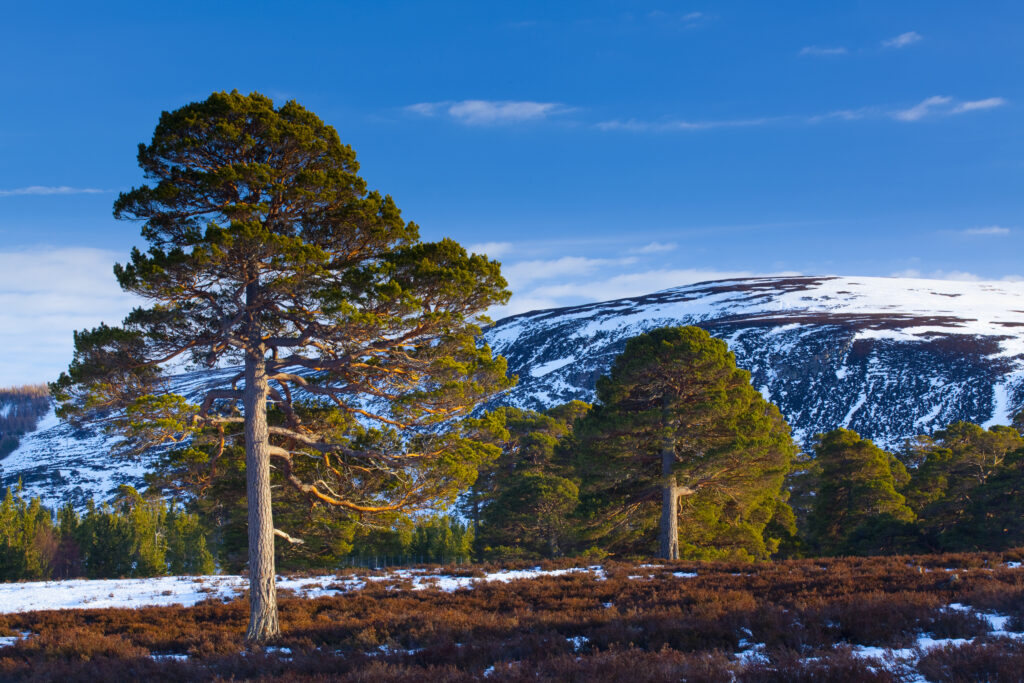 Scotland, Aberdeenshire, Mar Lodge Estate.