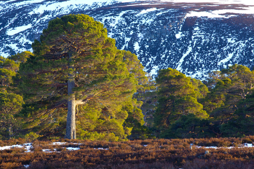 Scotland, Aberdeenshire, Mar Lodge Estate.