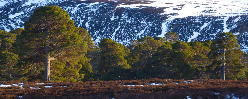 Scotland, Aberdeenshire, Mar Lodge Estate.