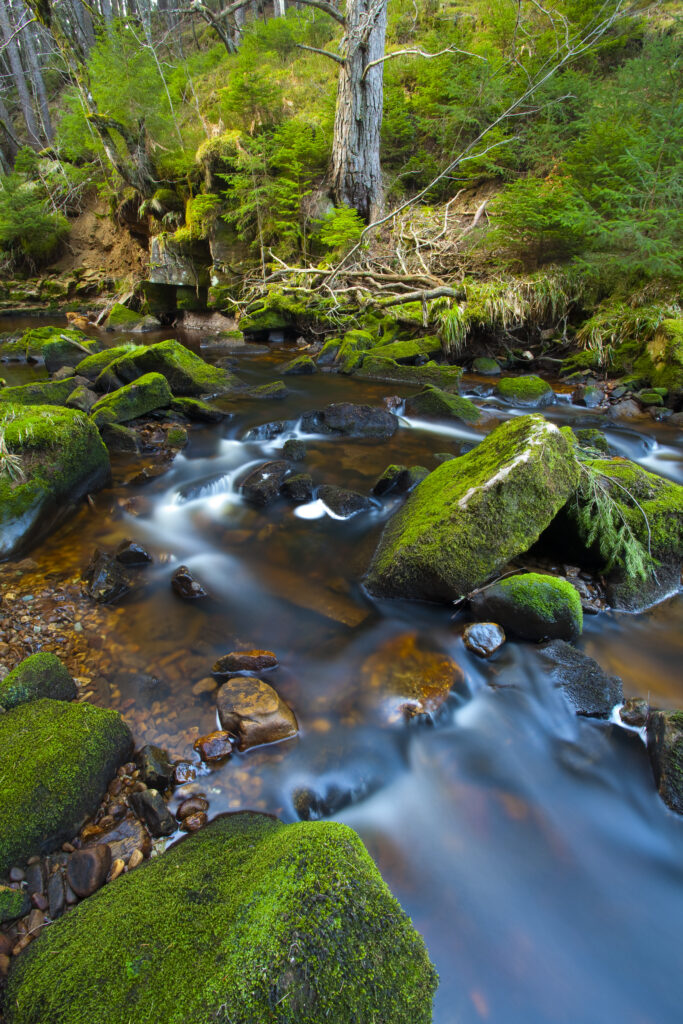 England, Northumberland, Hindhope Linn.