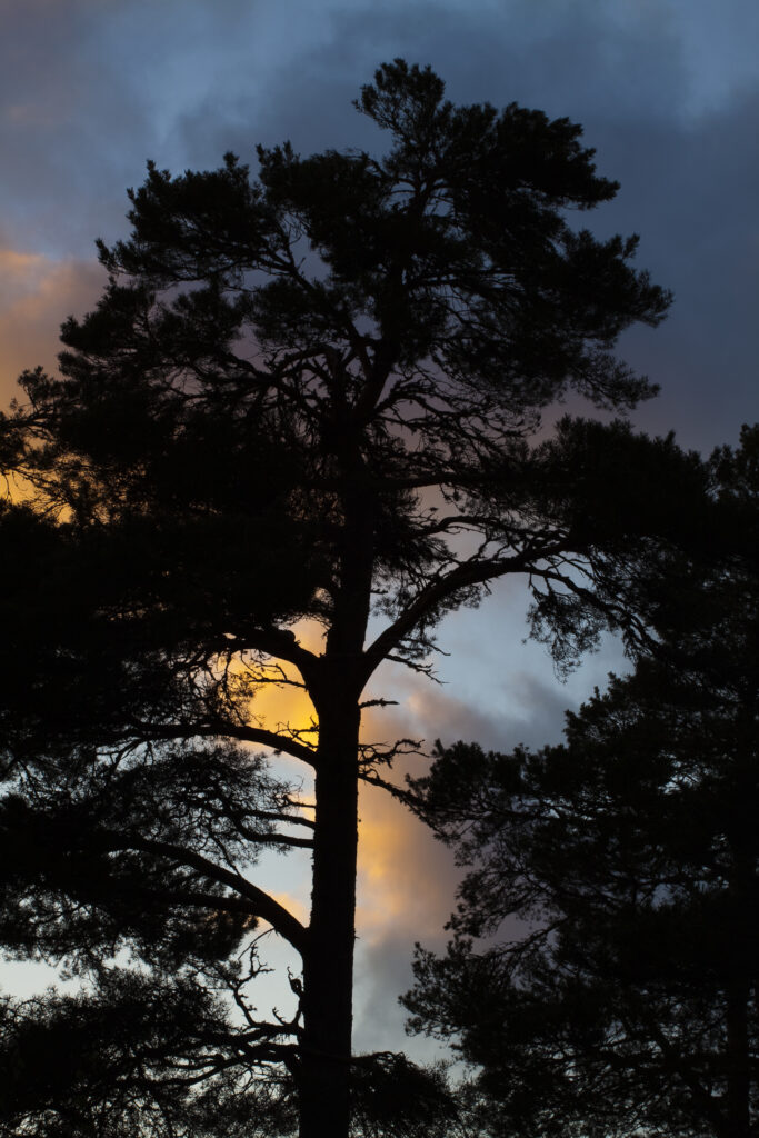 Scotland, Scottish Highlands, Cairngorms National Park.