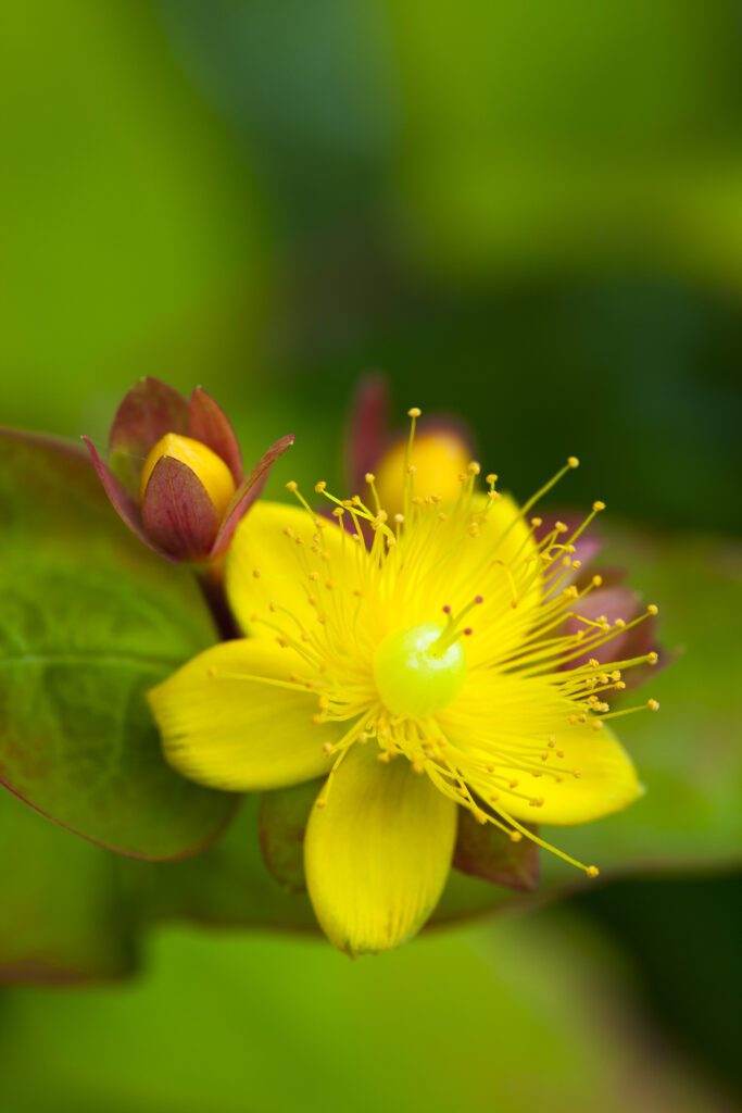 England, Northumberland, St John’s wort.