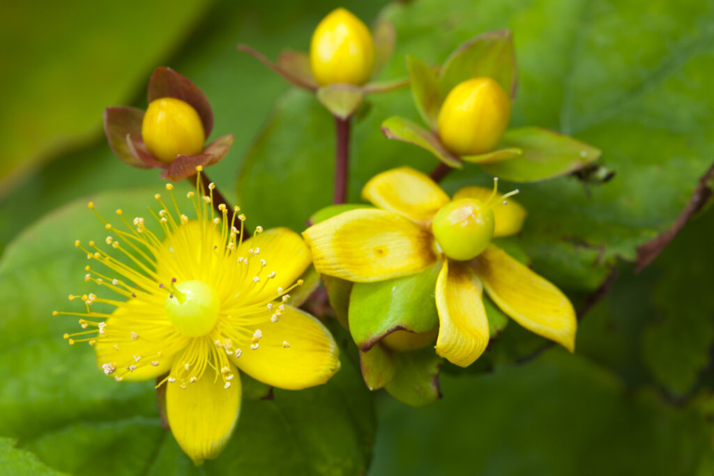 England, Northumberland, St John’s wort.