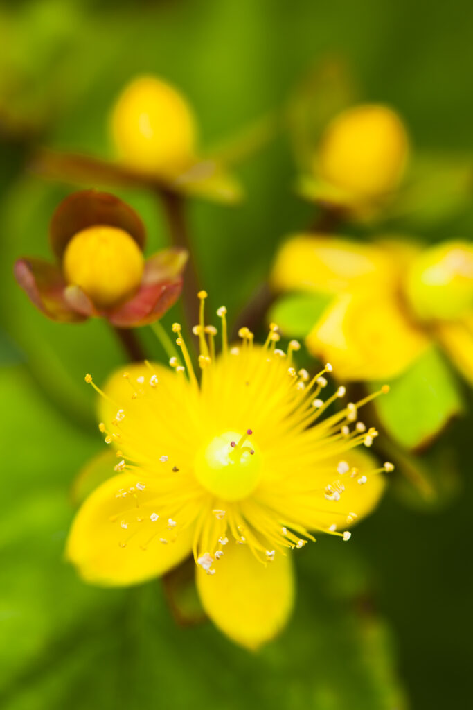 England, Northumberland, St John’s wort.