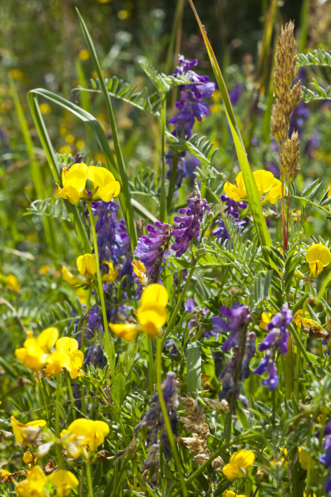 England, Northumberland, Tufted Vetch and Bird’s-foot Trefoil.