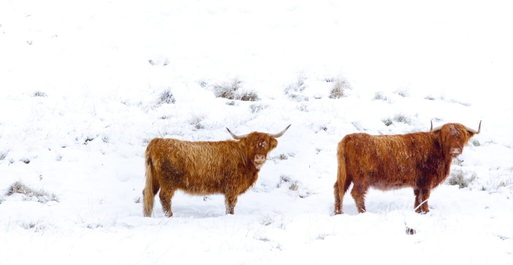 Scotland, Scottish Highlands, Glen Dochart.
