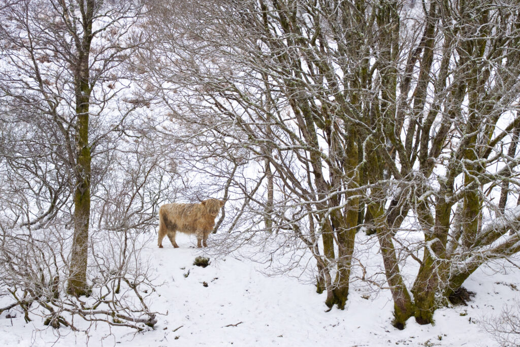 Scotland, Scottish Highlands, Glen Dochart.