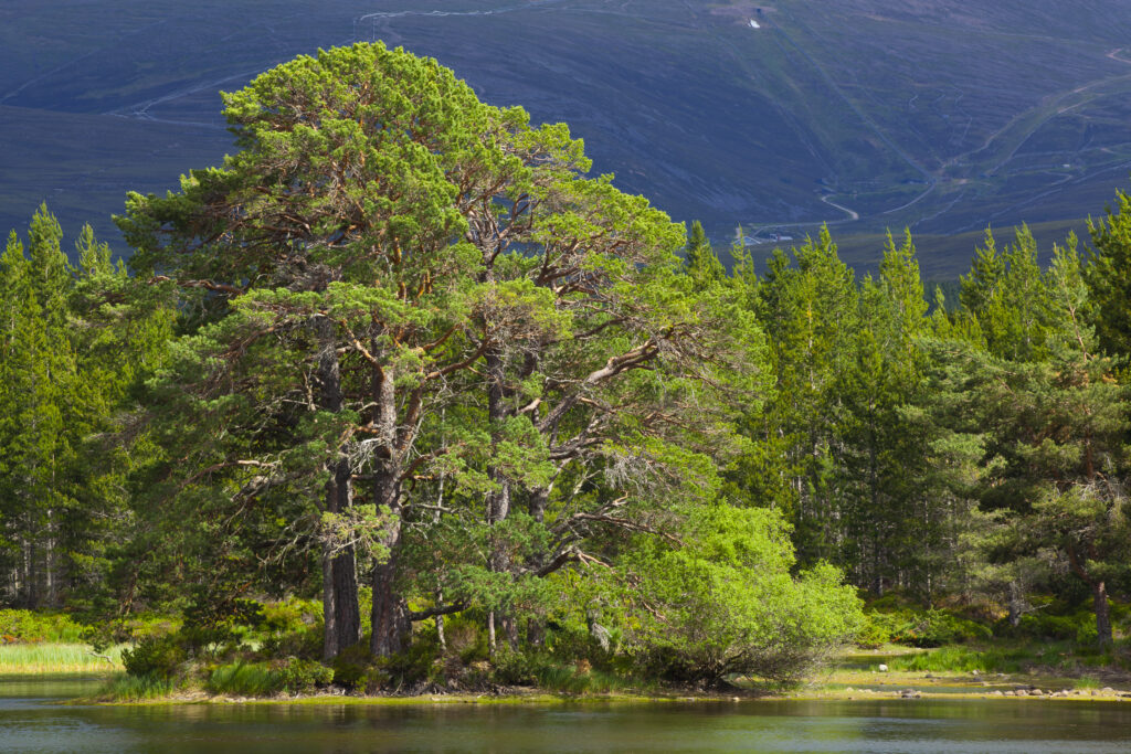 Scotland, Scottish Highlands, Cairngorms National Park.