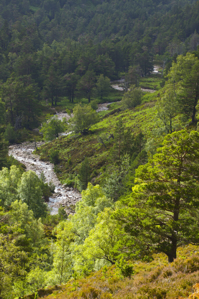 Scotland, Scottish Highlands, Cairngorms National Park.