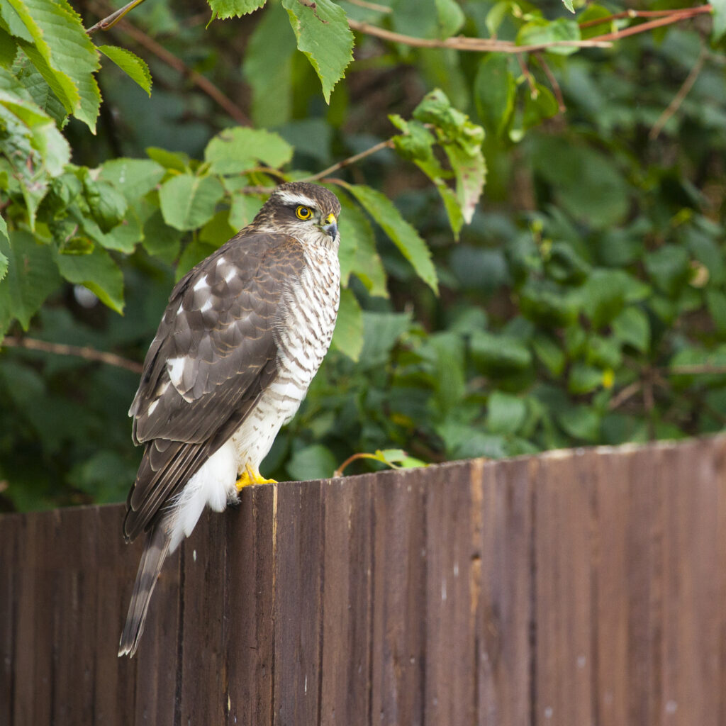 England, Northumberland, Sparrow Hawk.