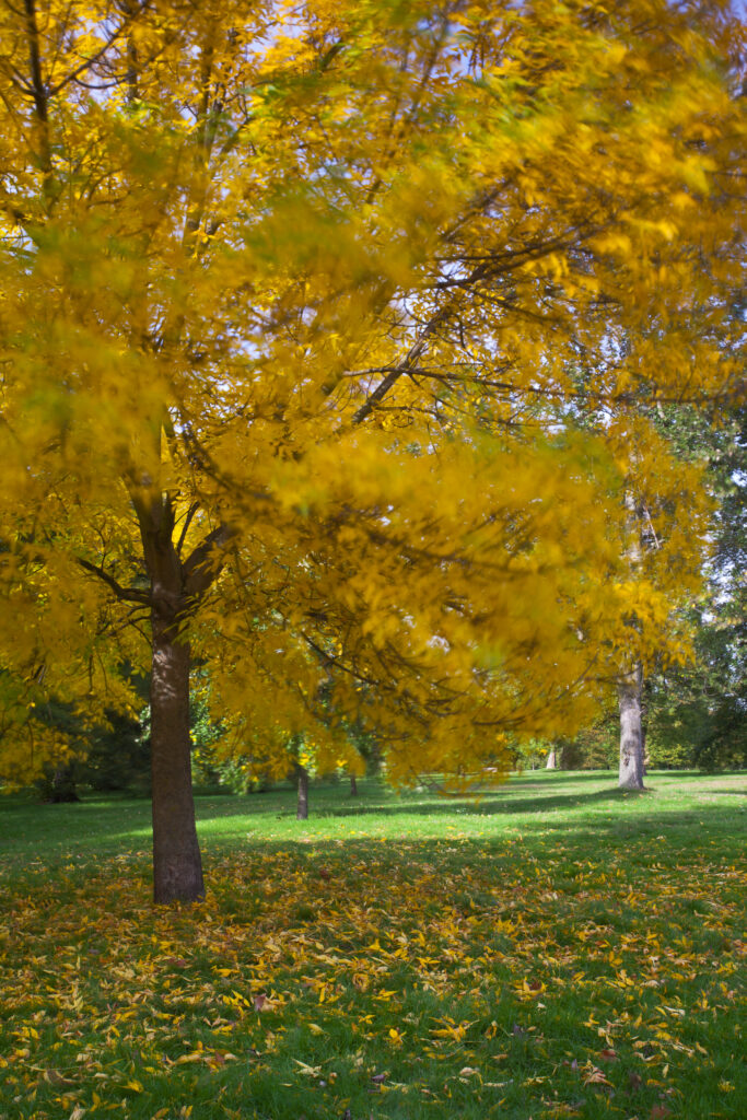 England, Greater London, Hyde Park.