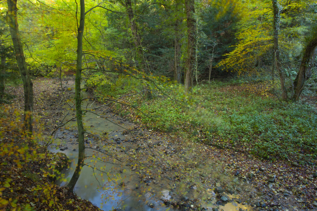 England, County Durham, Castle Eden Dene.