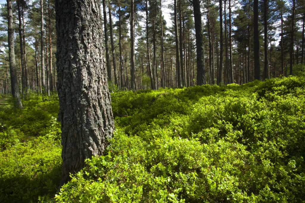 Scotland, Scottish Highlands, Cairngorms National Park.