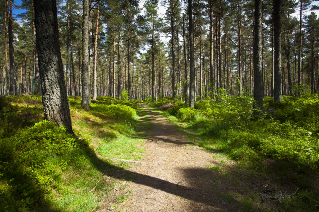 Scotland, Scottish Highlands, Cairngorms National Park.