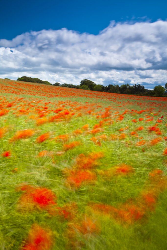 England. Northumberland, Corbridge.