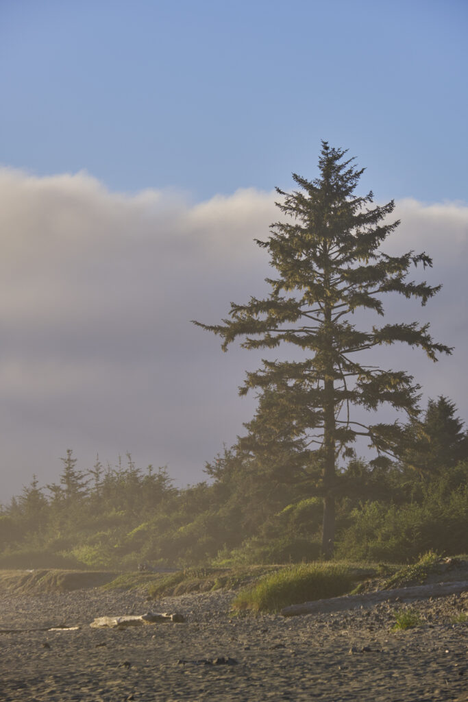 United States of America, California, Del Norte Coast Redwoods S