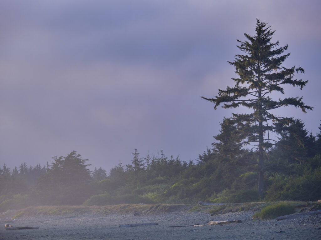 United States of America, California, Del Norte Coast Redwoods S