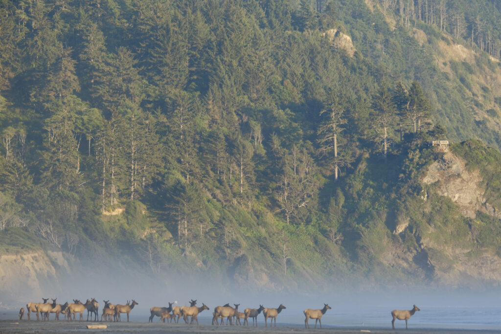 United States of America, California, Del Norte Coast Redwoods S