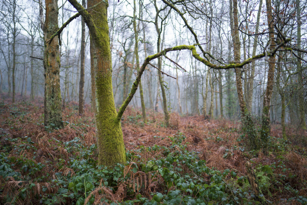 England, West Midlands, Kinver Edge.