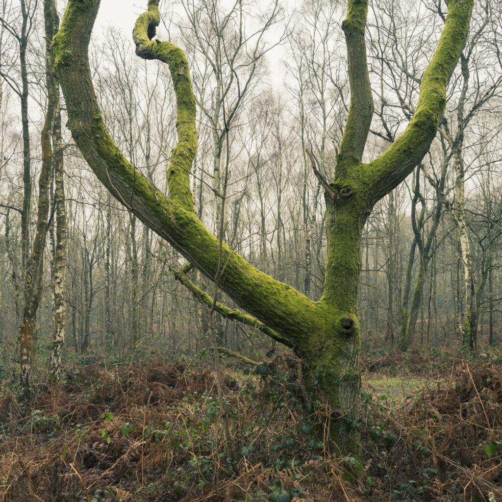 England, West Midlands, Kinver Edge.