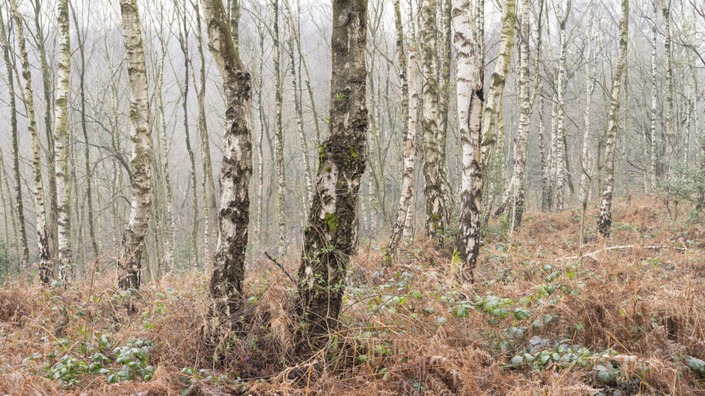 England, West Midlands, Kinver Edge.