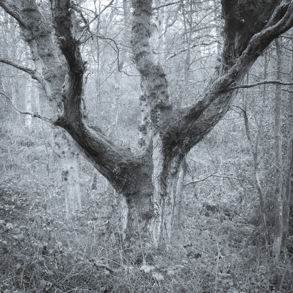 England, West Midlands, Kinver Edge.
