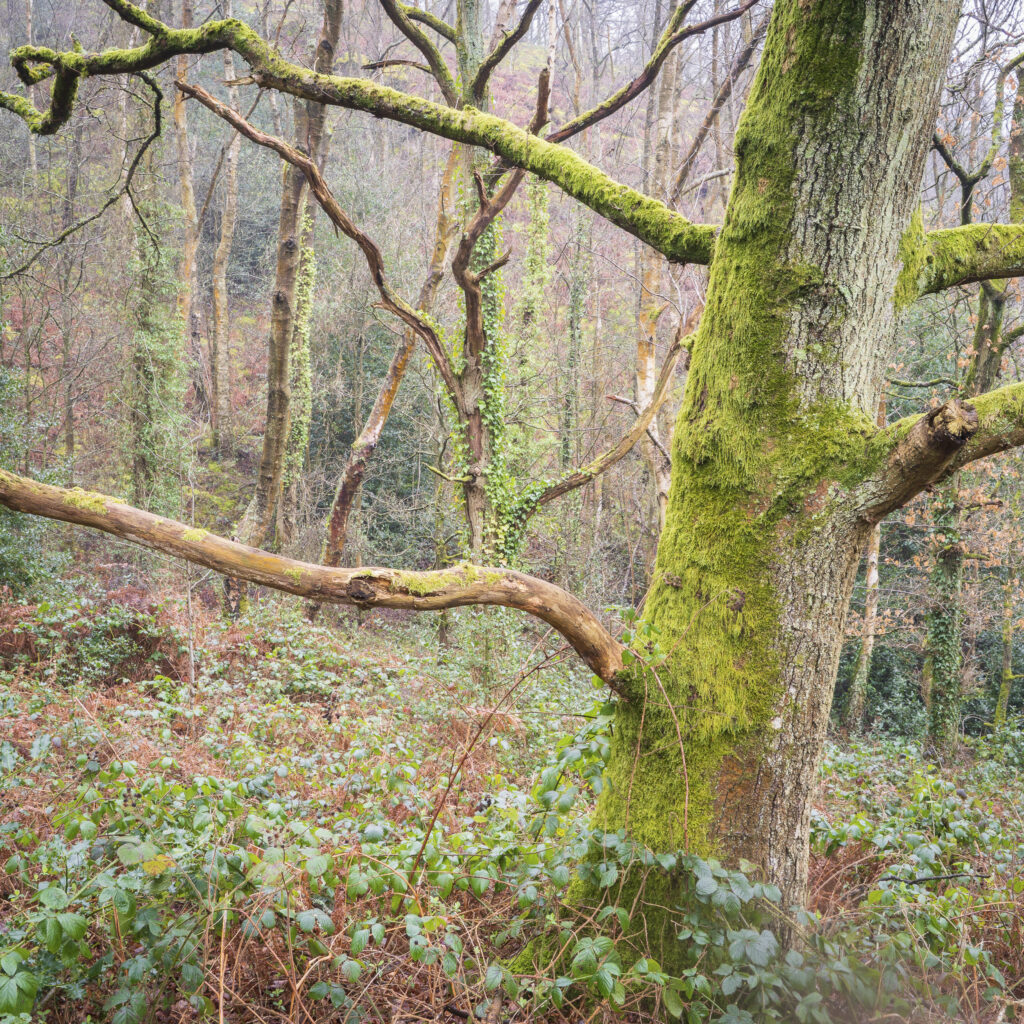 England, West Midlands, Kinver Edge.