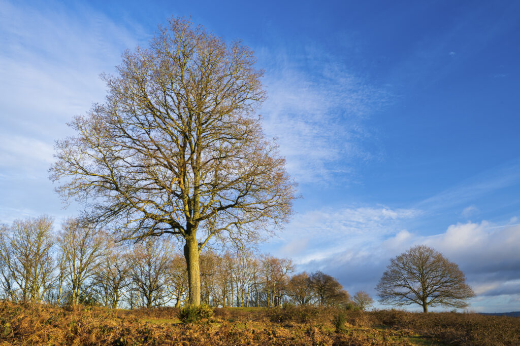 England, West Midlands, Kinver Edge.