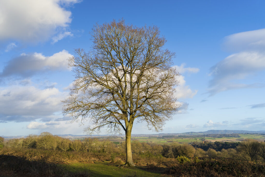 England, West Midlands, Kinver Edge.
